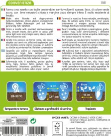 Cicoria Grumolo Verde - immagine 2