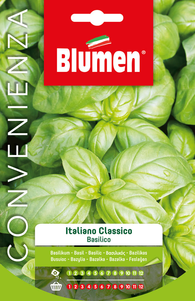 Basilico Italiano Classico - Blumen