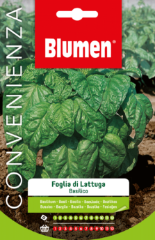 Basilico A Foglia Di Lattuga