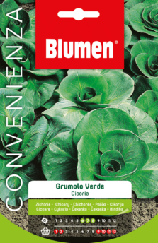 Cicoria Grumolo Verde