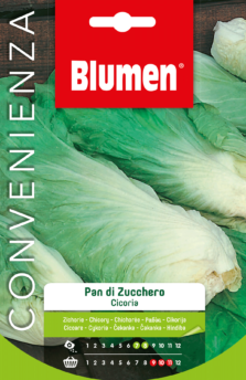 Cicoria Pan Di Zucchero