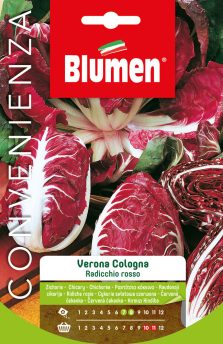 Radicchio Rosso Verona Cologna