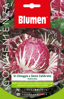 Cicoria Di Chioggia Seme Calibrato