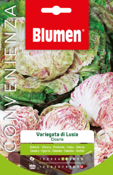 Cicoria Variegata Di Luisa