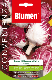 Cicoria Rossa Di Verona A Palla