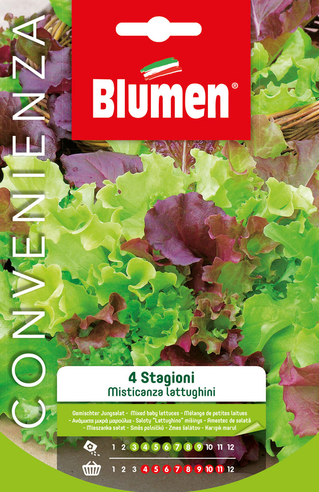 Misticanza Di Lattughine Da Taglio Quattro Stagioni