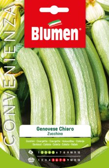 zucchino genovese chiaro