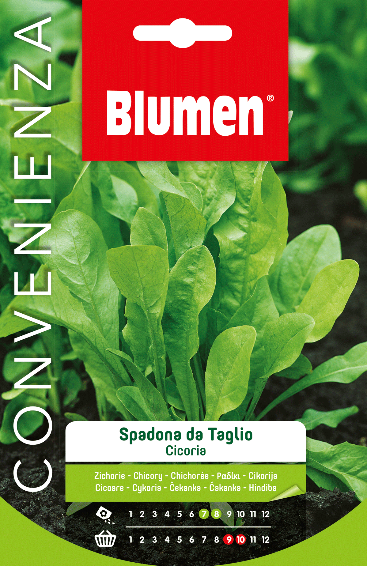 Cicoria Spadona Da Taglio