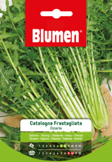 Cicoria Catalogna Frastagliata