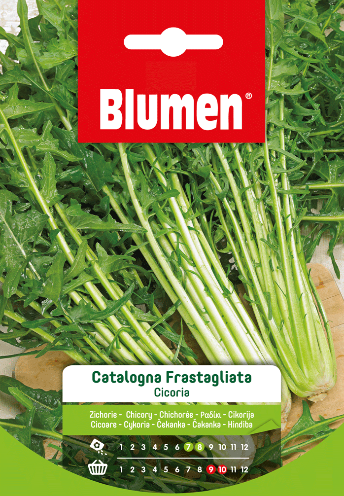 Cicoria Catalogna Frastagliata