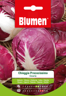Cicoria Di Chioggia Precocissima
