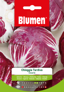 Cicoria Di Chioggia Tardiva