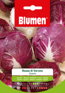 Cicoria Rossa Di Verona