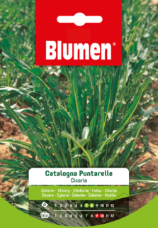 Cicoria Catalogna Puntarelle