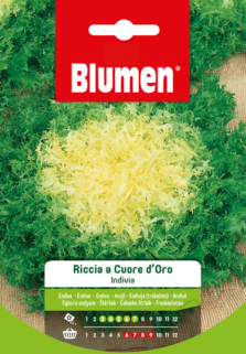 Indivia Riccia A Cuore D'Oro