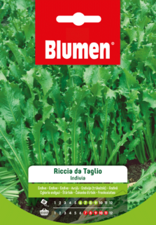 Indivia Riccia Da Taglio