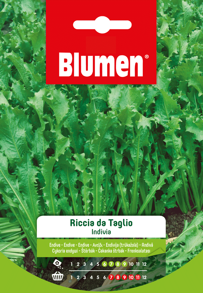 Indivia Riccia Da Taglio