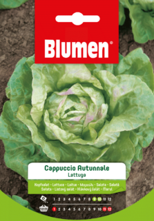 Lattuga A Cappuccio Autunnale