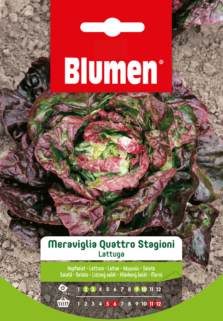 Lattuga Meraviglia Quattro Stagioni