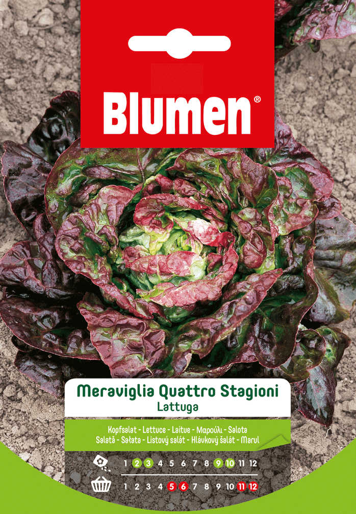 Lattuga Meraviglia Quattro Stagioni