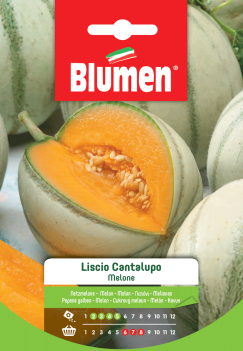 melone liscio cantalupo