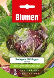 Cicoria Variegata Di Chioggia