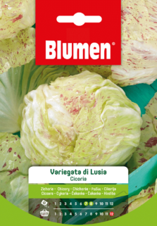 Cicoria Variegata Di Luisa