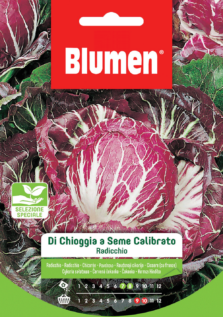 Radicchio Di Chioggia Seme Calibrato
