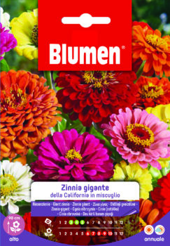 Zinnia Gigante Della California In Miscuglio