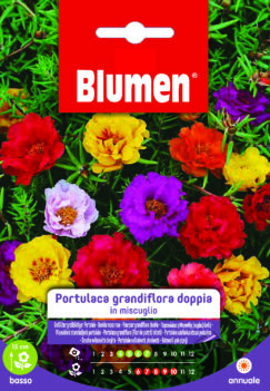 Portulaca Grandiflora Doppia In Miscuglio
