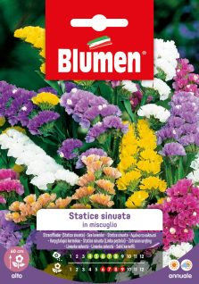 Statice Sinuata In Miscuglio