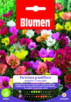 Portulaca Grandiflora Semplice In Miscuglio
