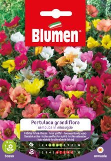 Portulaca Grandiflora Semplice In Miscuglio