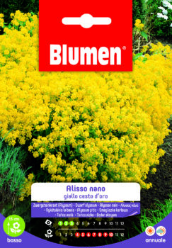 Alisso Giallo Nano Cesto D'Oro