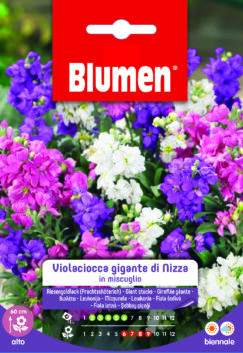 Violaciocca Gigante Di Nizza In Miscuglio