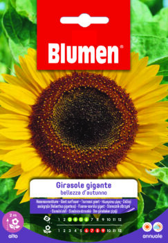 Girasole Gigante Bellezza D'Autunno