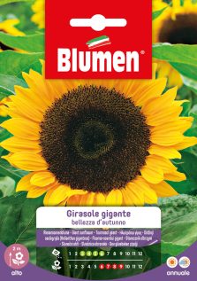 Girasole Gigante Bellezza D'Autunno