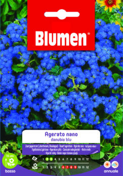 Agerato Nano Danubio Blu