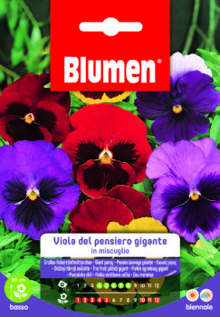 Viola Del Pensiero Gigante In Miscuglio