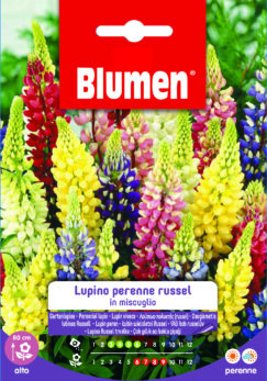 Lupino Perenne Russel In Miscuglio