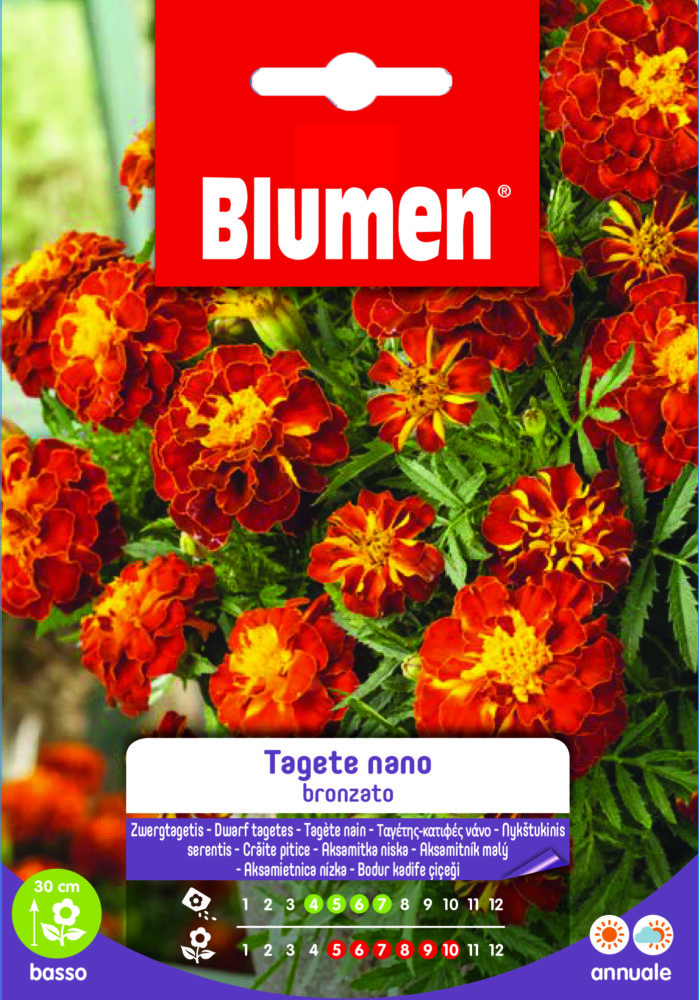 Tagete Nano Bronzato