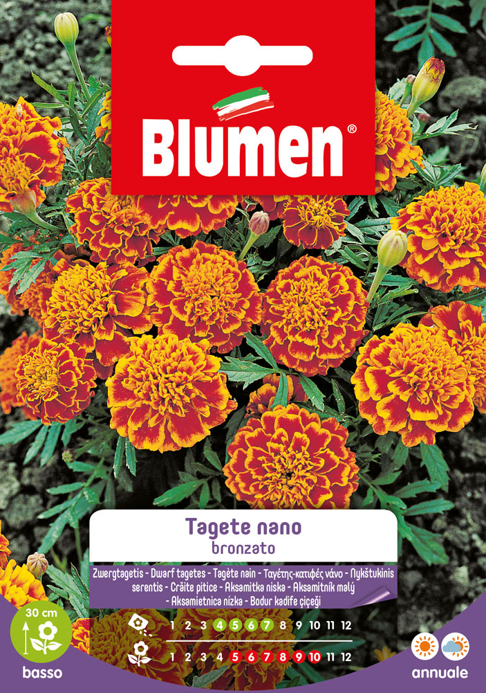 Tagete Nano Bronzato Blumen