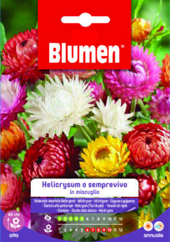 Helicrysum/Semprevivo In Miscuglio