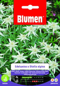 Edelweiss/Stella Alpina