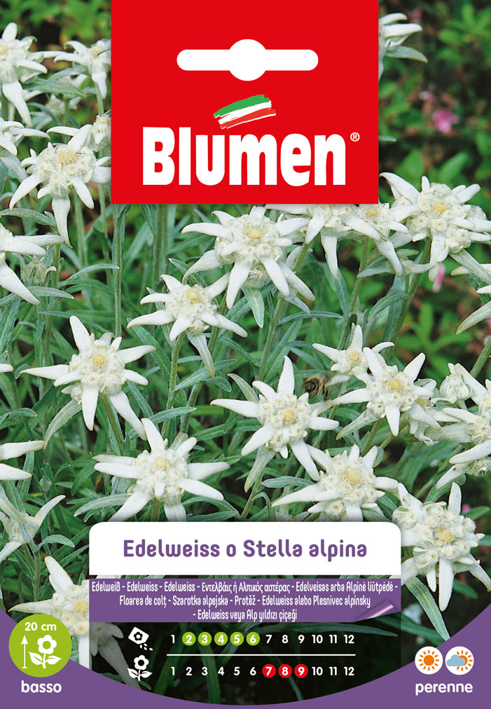 Edelweiss/Stella Alpina - Blumen
