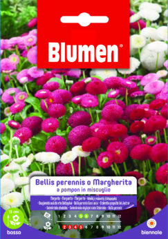 Bellis Perennis/Margherita A Pompon