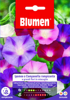 Ipomea/Campanella Rampicante In Miscuglio