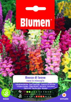 Bocca Di Leone Nana In Miscuglio