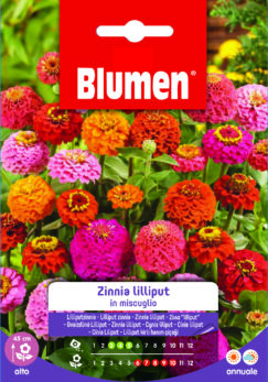 Zinnia Lilliput In Miscuglio