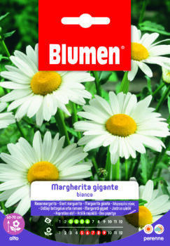 Margherita Gigante Bianca